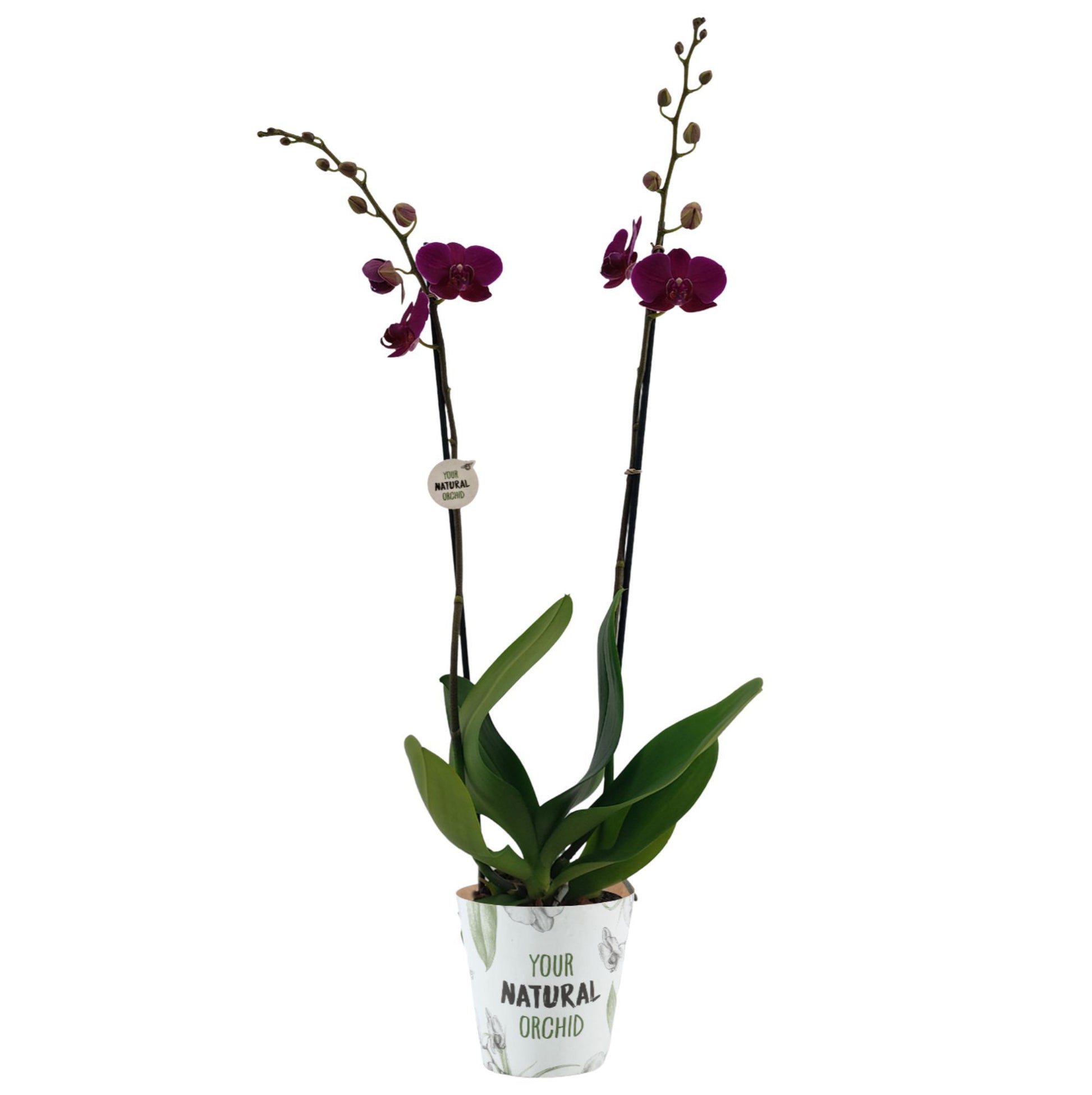 Phalaenopsis Bloemfontein 65cm 12cm Pot