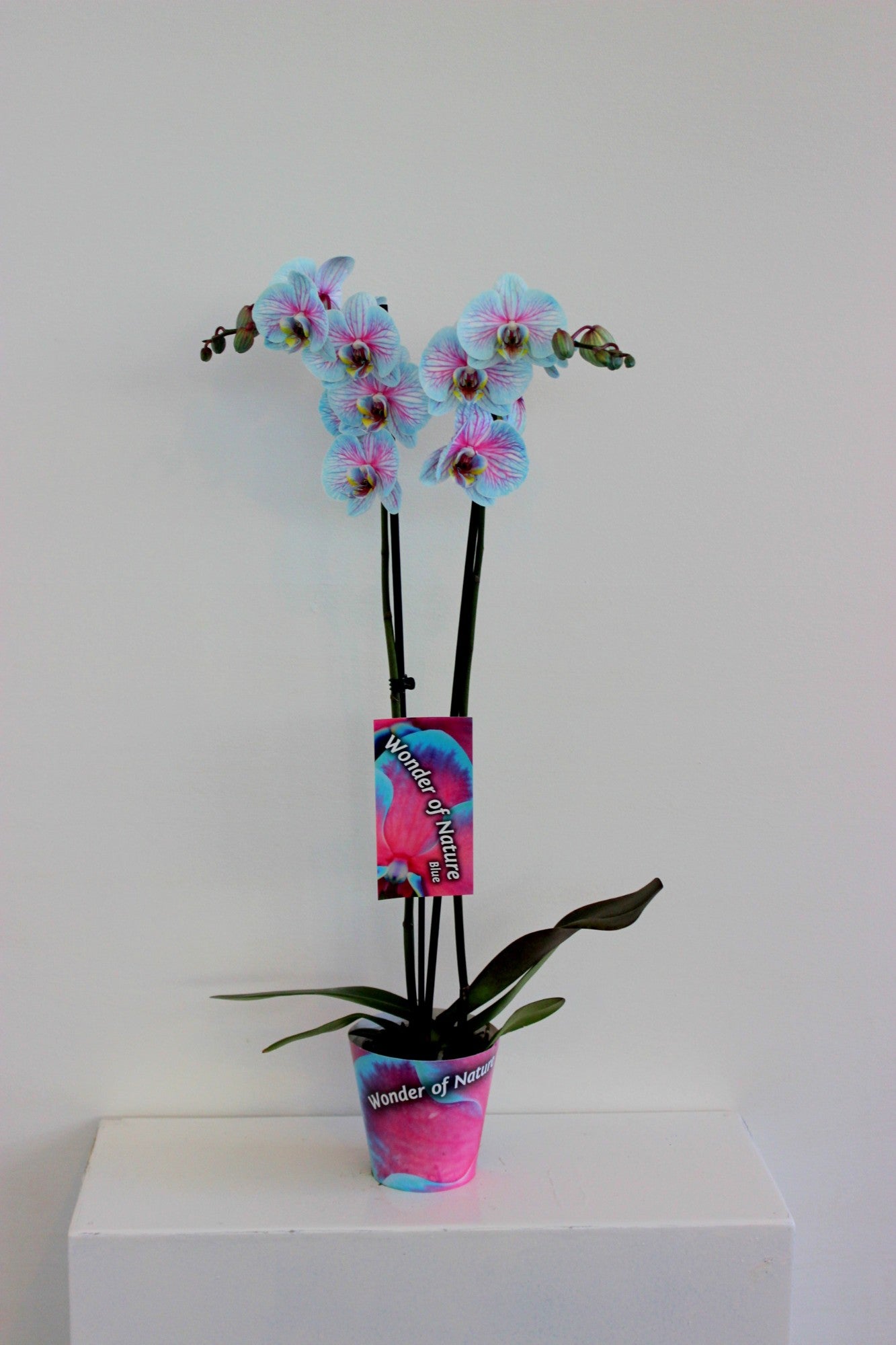 Phalaenopsis Wonder of Nature 70cm 12cm Pot