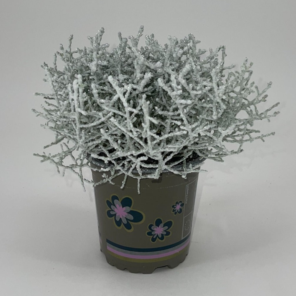 Leucophyta brownii 23cm 11cm Pot