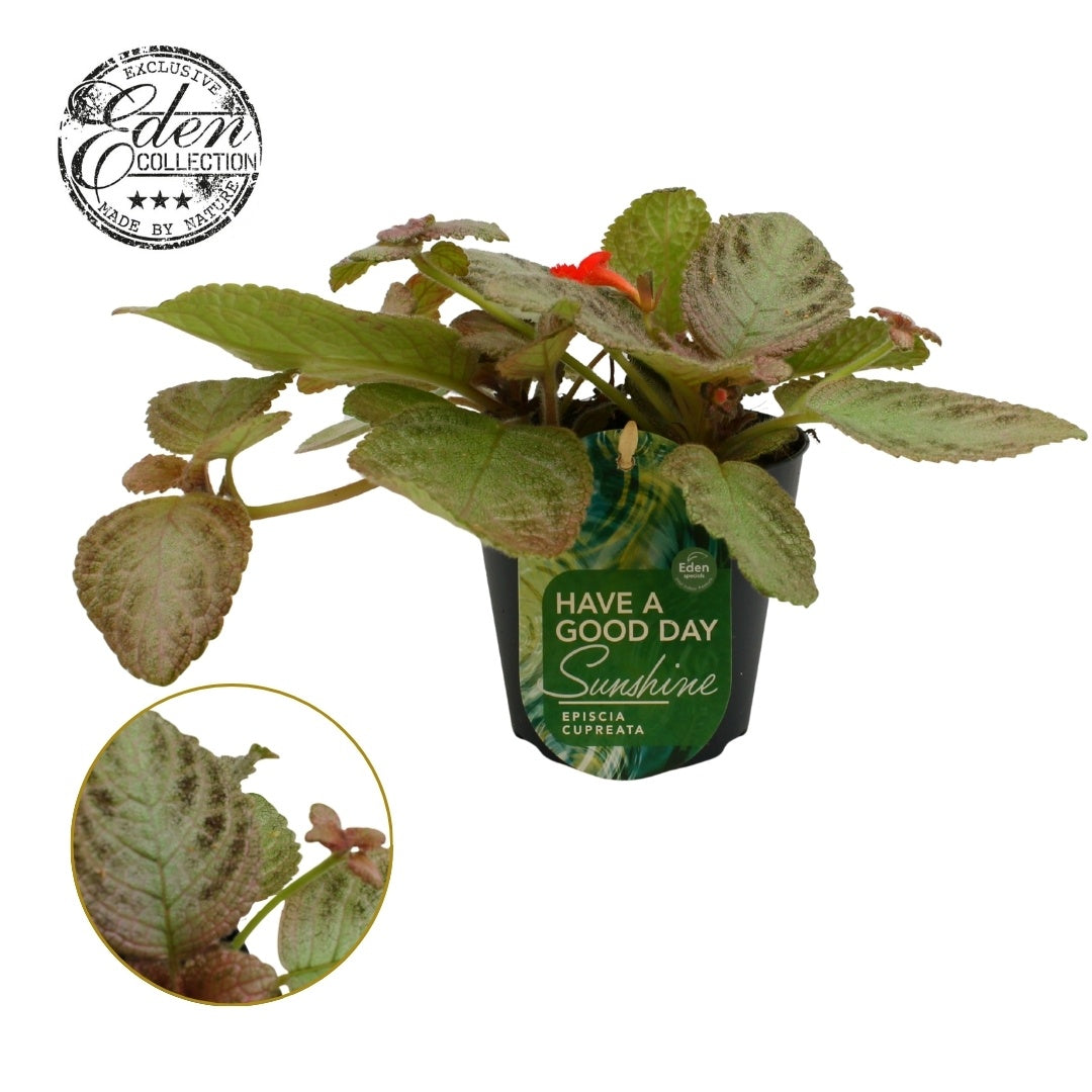 Episcia cup. Tierra Plata 20cm 12cm Pot