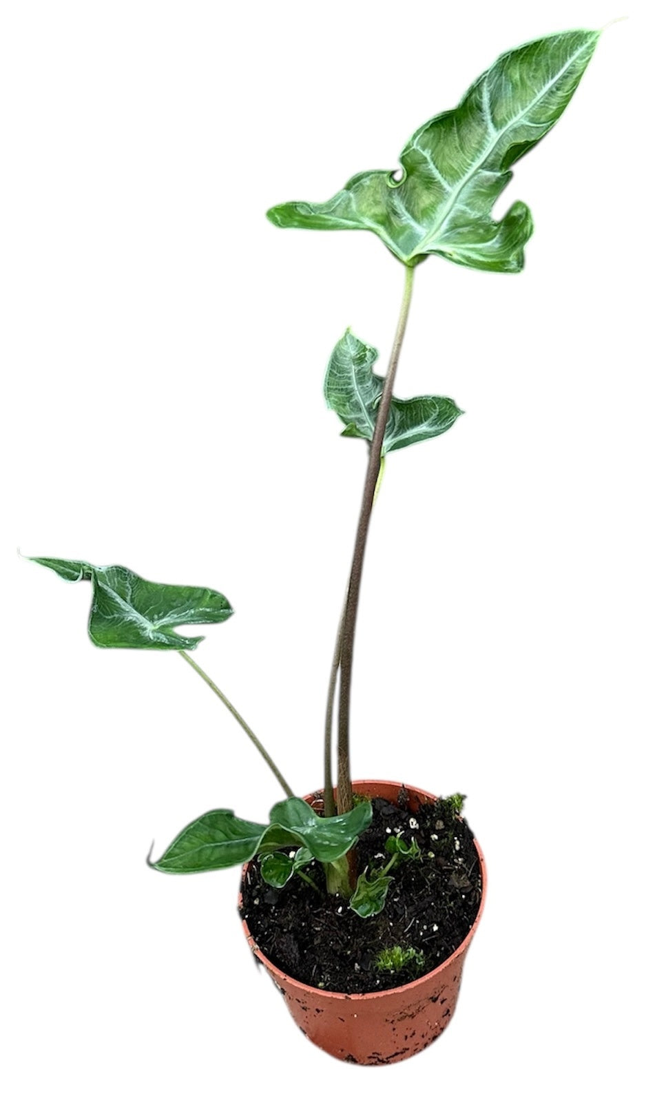 Alocasia amazonica 20cm 10.5cm Pot