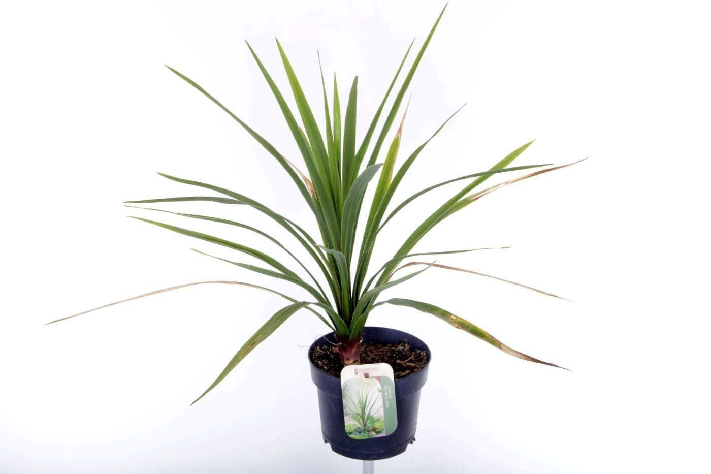 Cordyline hybrid 55cm 17cm Pot