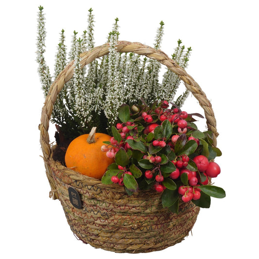 Outdoor arrangement 27cm 19cm Pot