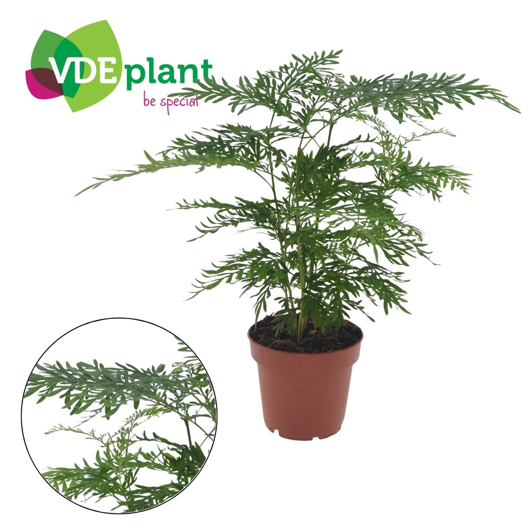 Grevillea robusta 35cm 12cm Pot