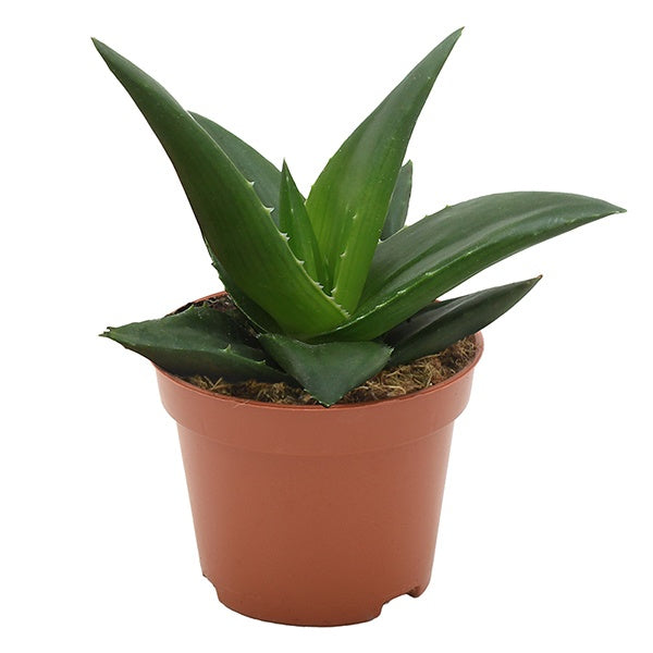 Haworthia West Jogoo 11cm 6cm Pot