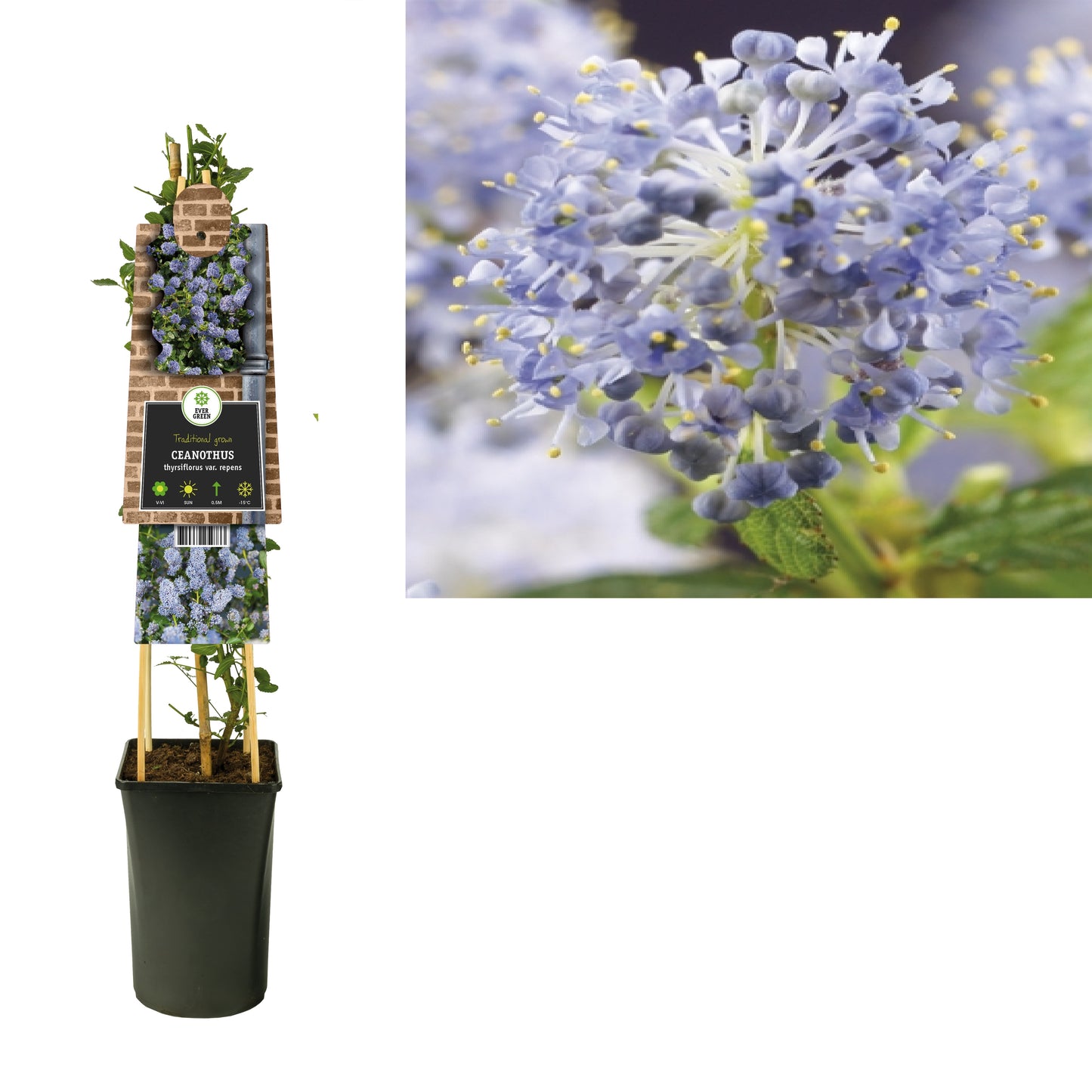 Ceanothus thyrsiflorus repens 75cm 17cm Pot
