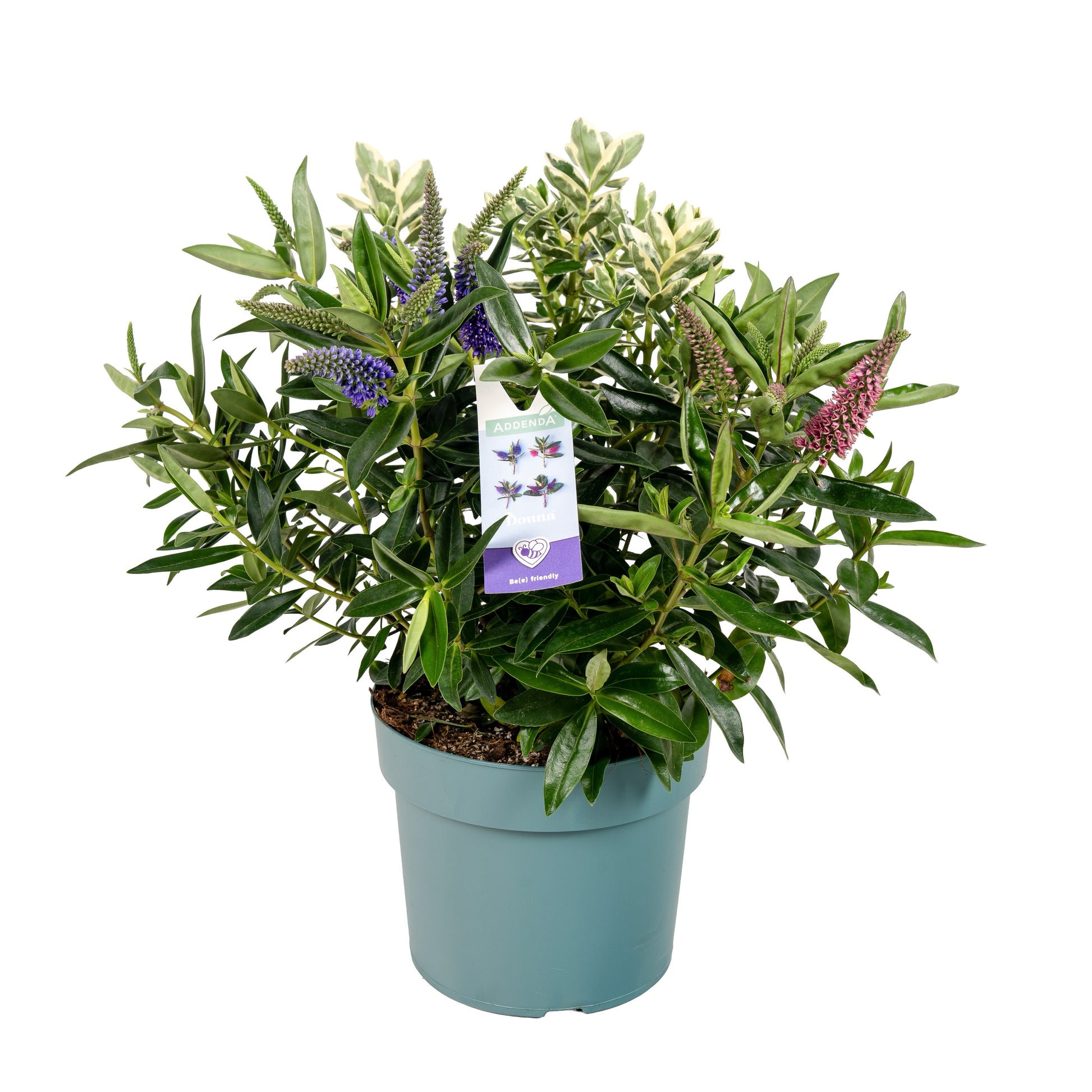Hebe Addenda mix 35cm 19cm Pot