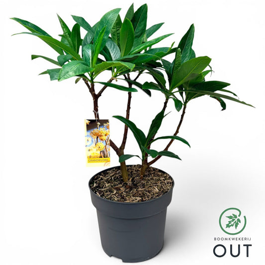 Edgeworthia Grandiflora 80cm 29cm Pot