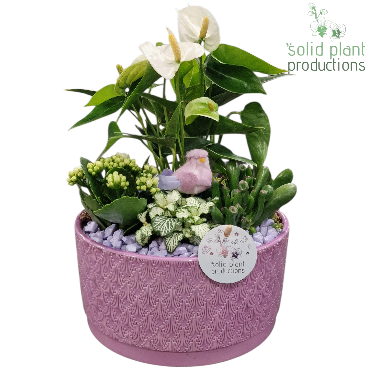 Solid Plant Productions AT004 Stella Lila Pack of 2