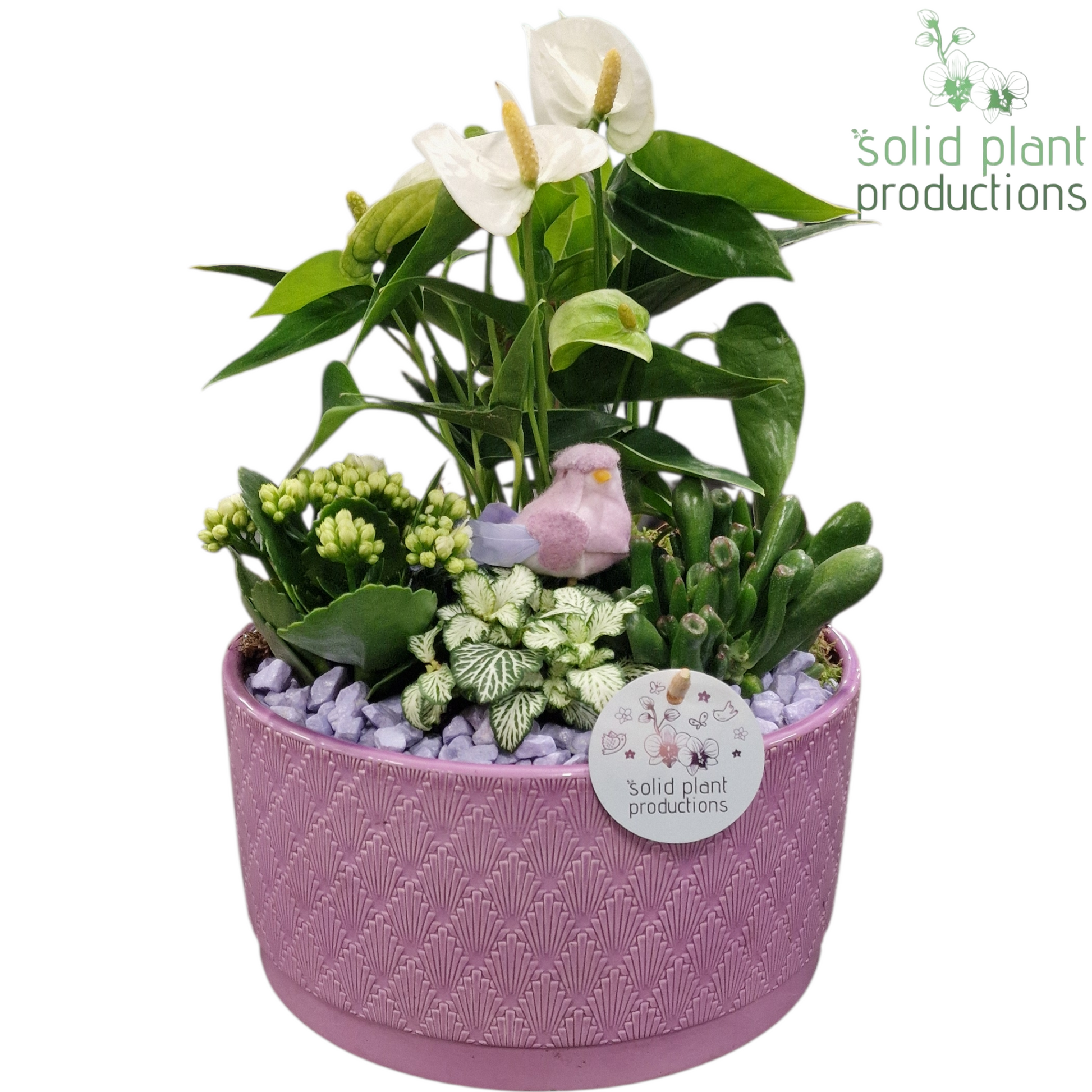 Solid Plant Productions AT004 Stella Lila Pack of 2