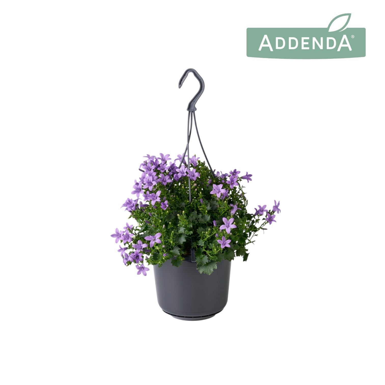 Campanula Ambella lavender 22cm 515cm Pot