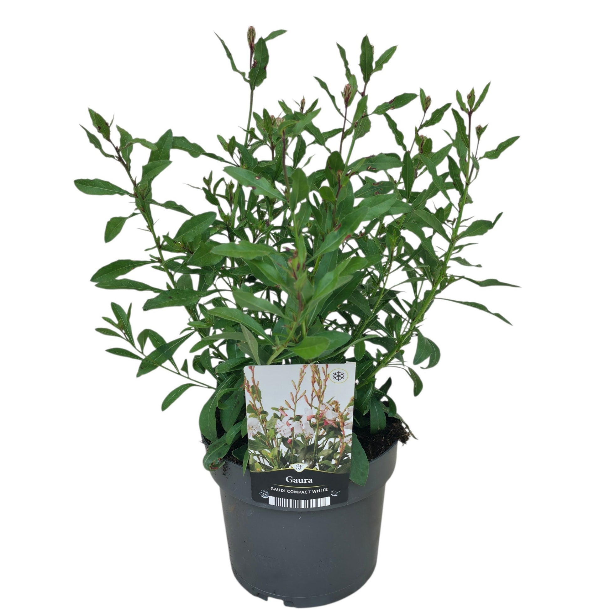 Gaura lind. white 35cm 17cm Pot