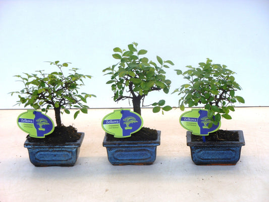 Zelkova sp. Bonsai 20cm 12cm Pot