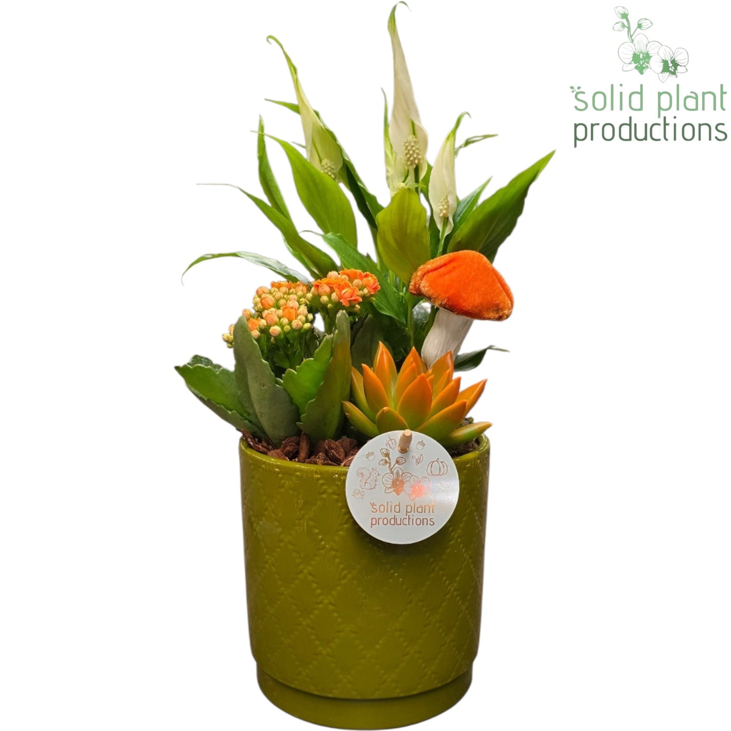 Solid Plant Productions SE001 Amy Green Orange Echeveria Pack of 6