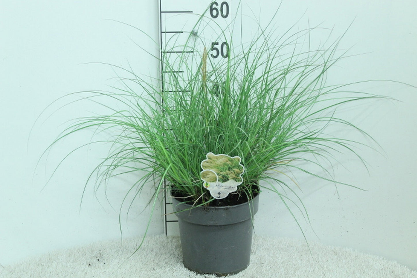 Miscanthus sin. Adagio 160cm 23cm Pot