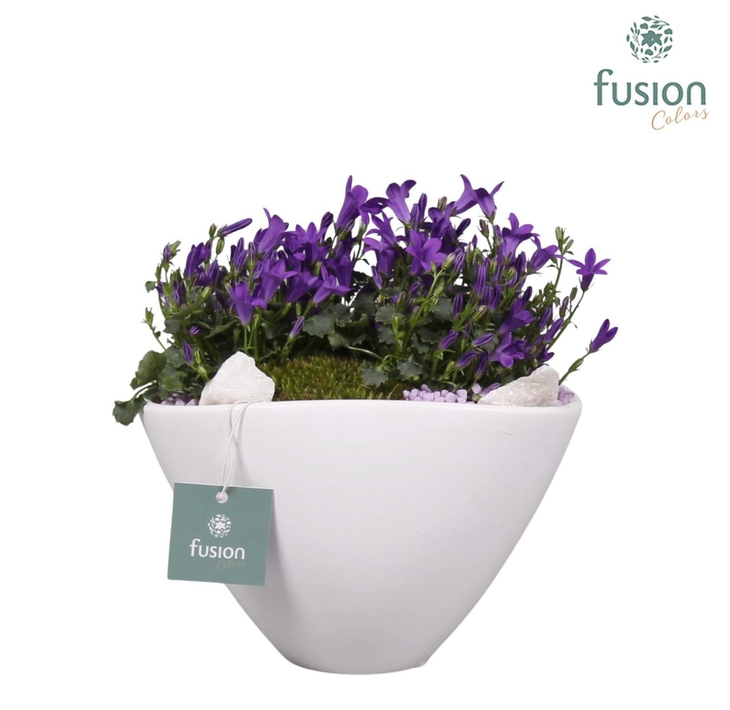 Keramieken pot bootvorm met arrangement Campanula 24uur levertijd 43cm 23cm Pot
