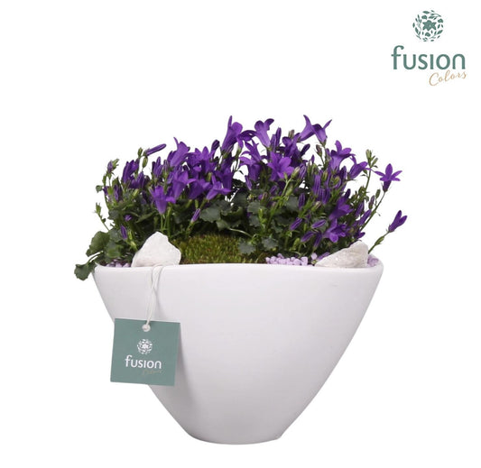 Keramiek pot bootvorm met arrangement Campanula 24uur levertijd 43cm 23cm Pot