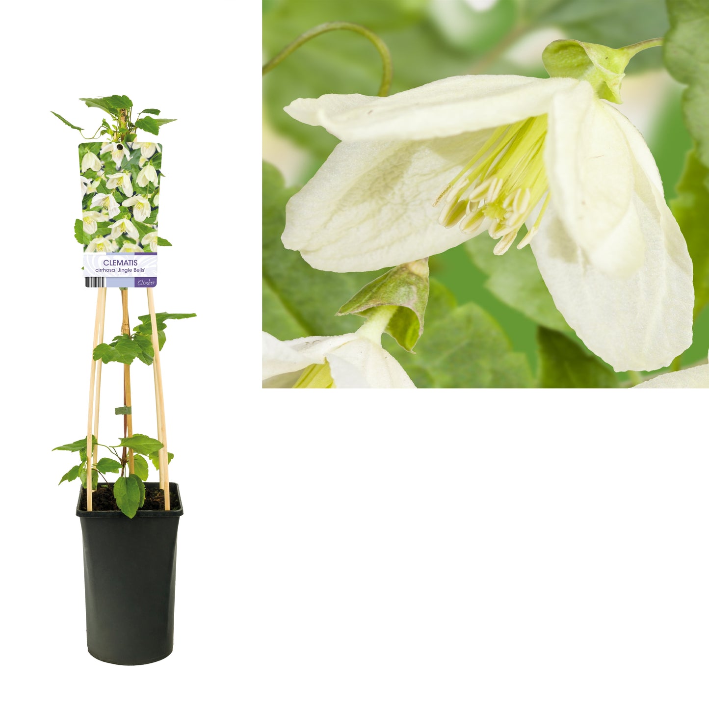 Clematis Jingle Bells 75cm 17cm Pot