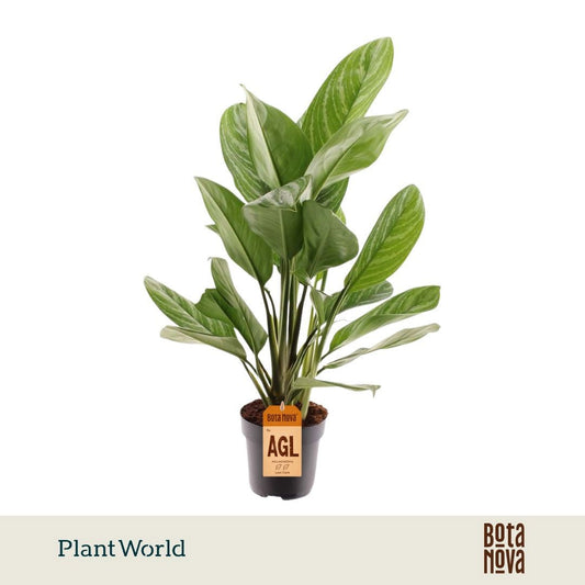 Aglaonema Stripes 80cm 17cm Pot