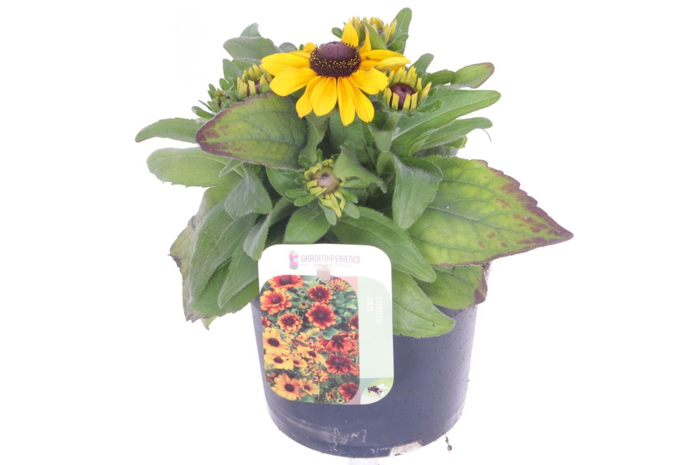 Rudbeckia 20cm 13cm Pot