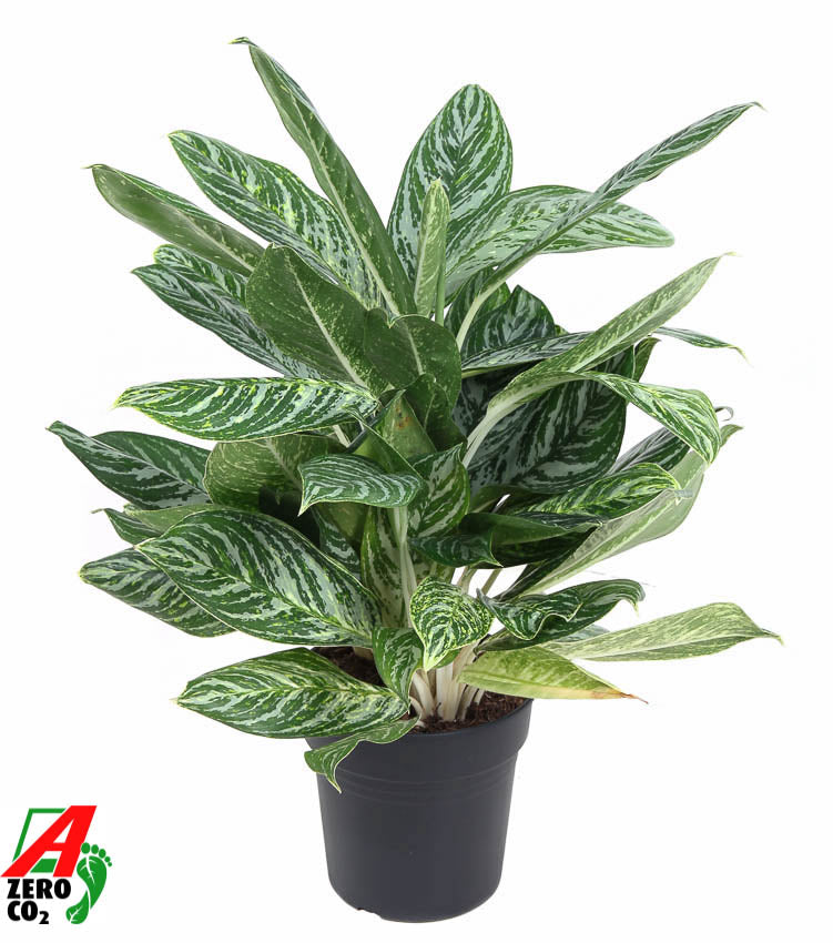 Aglaonema Golden Madonna 80cm 24cm Pot