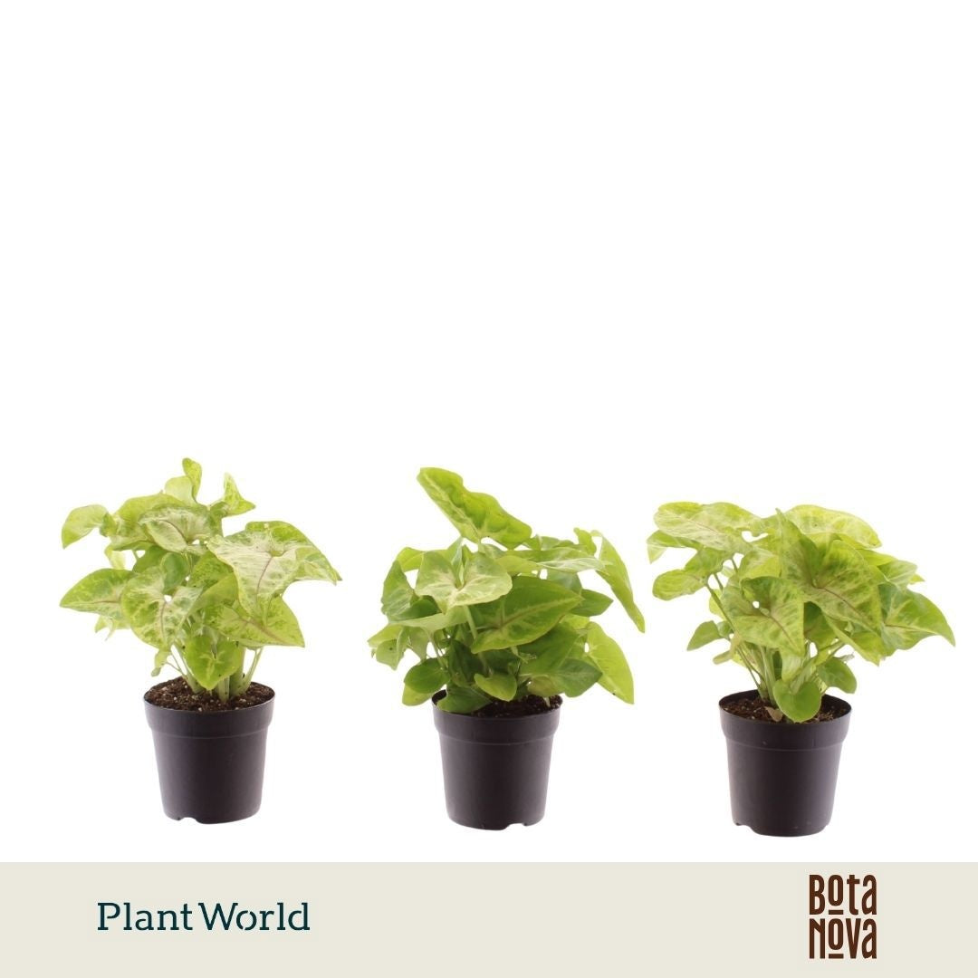 Syngonium Golden 15cm 7cm Pot