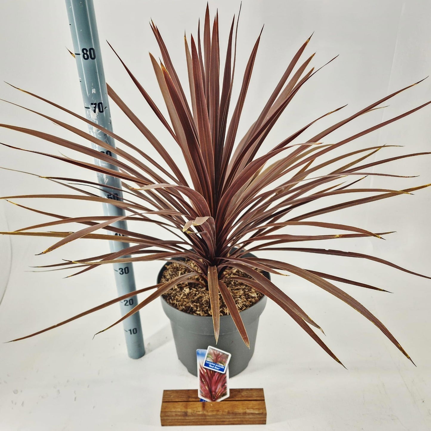 Cordyline 85cm 32cm Pot