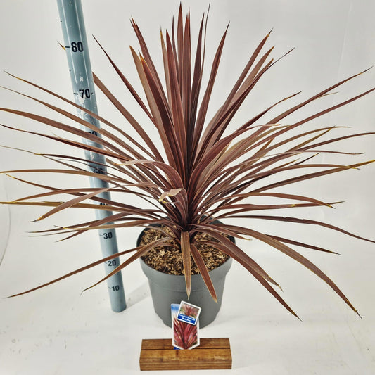 Cordyline 85cm 32cm Pot