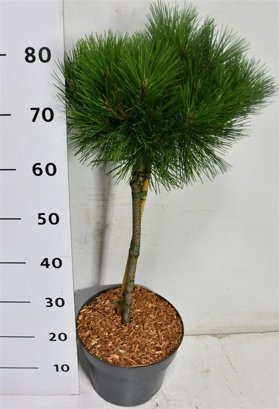 Pinus nigra Pierrick Bregeon 80cm 26cm Pot