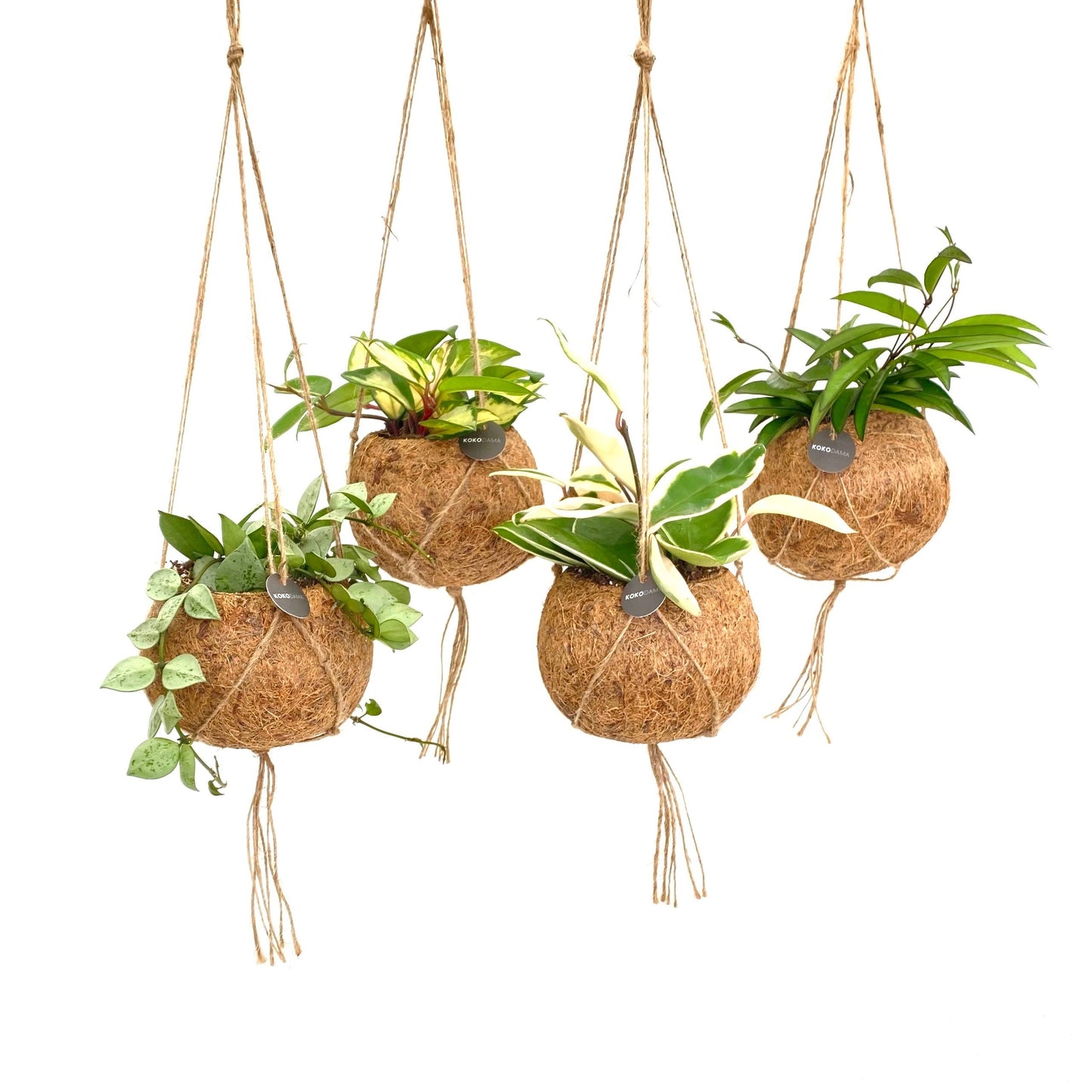 Overig hangplanten 25cm 12cm Pot