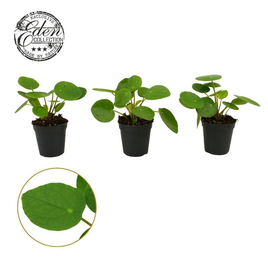 Pilea peperomioides 10cm 505cm Pot