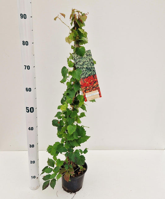 Parthenocissus tricuspidata Veitchii 90cm 15cm Pot