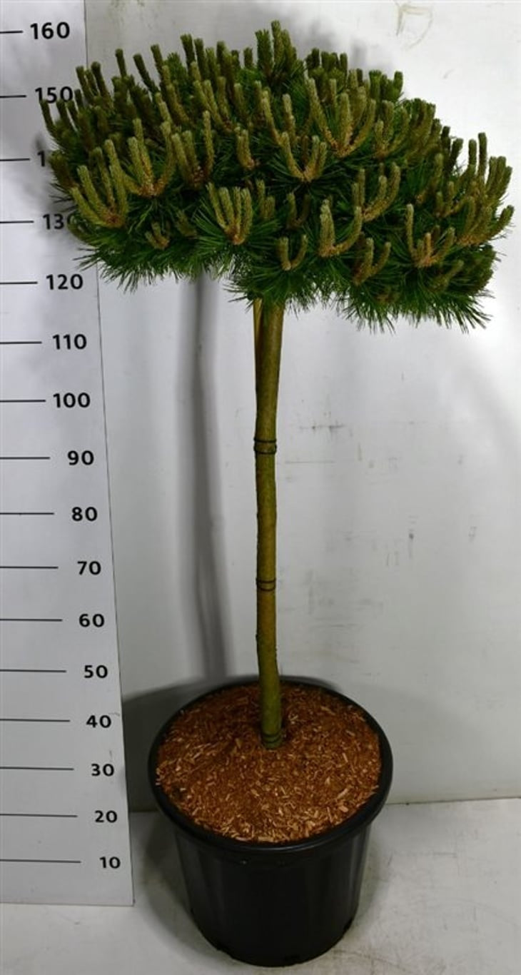 Pinus Low Glow 155cm 40cm Pot