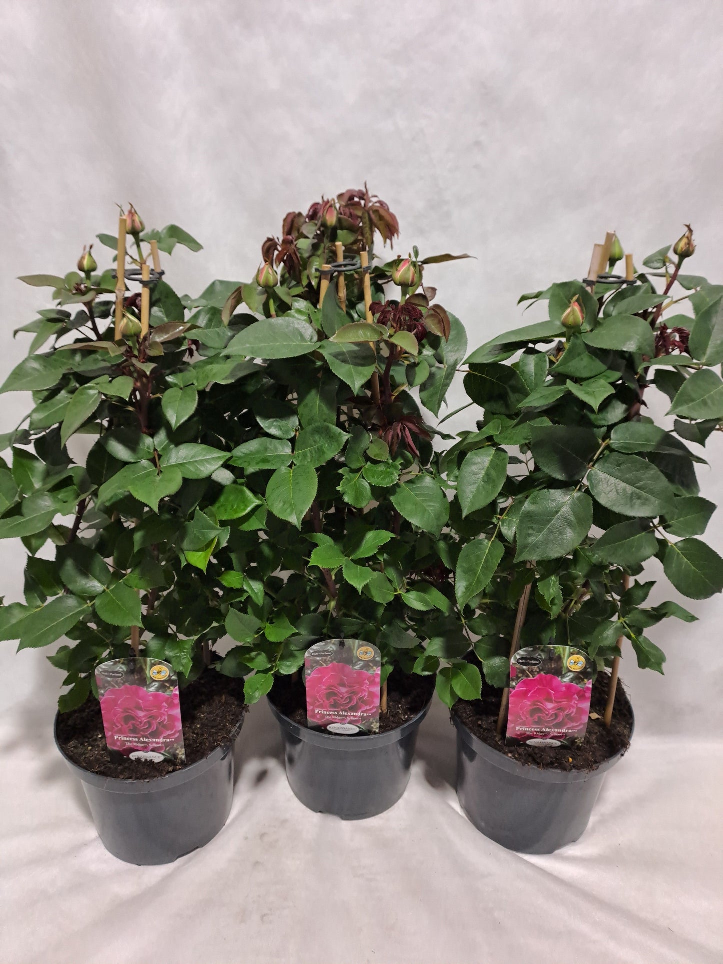 Rosa Renaissance 70cm 23cm Pot
