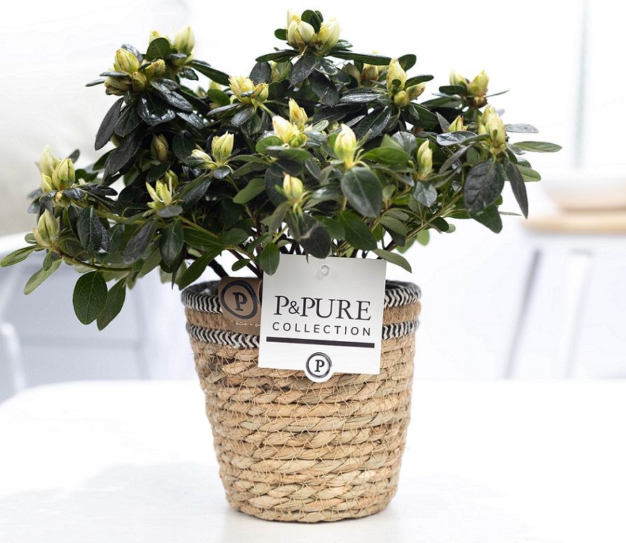 Rhododendron Vogel white 25cm 12cm Pot