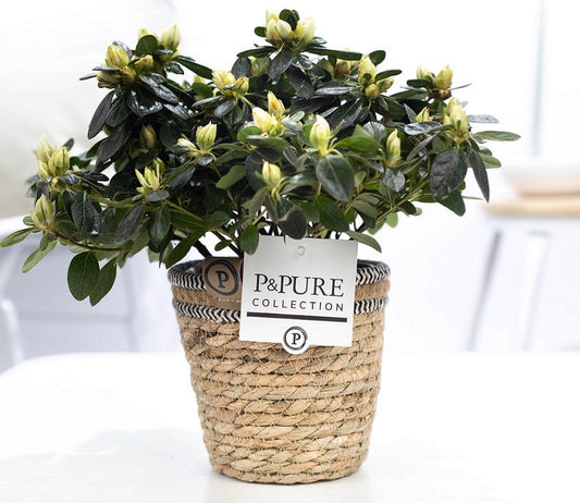 Rhododendron Vogel white 25cm 12cm Pot