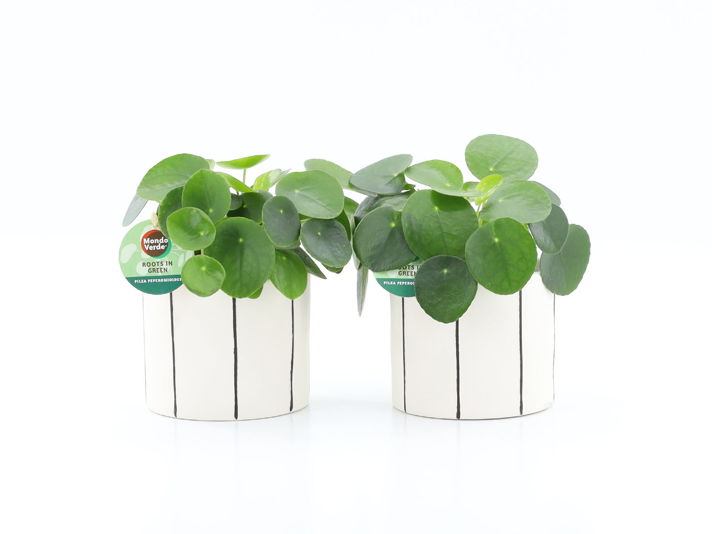 Pilea peperomioides 25cm 13cm Pot