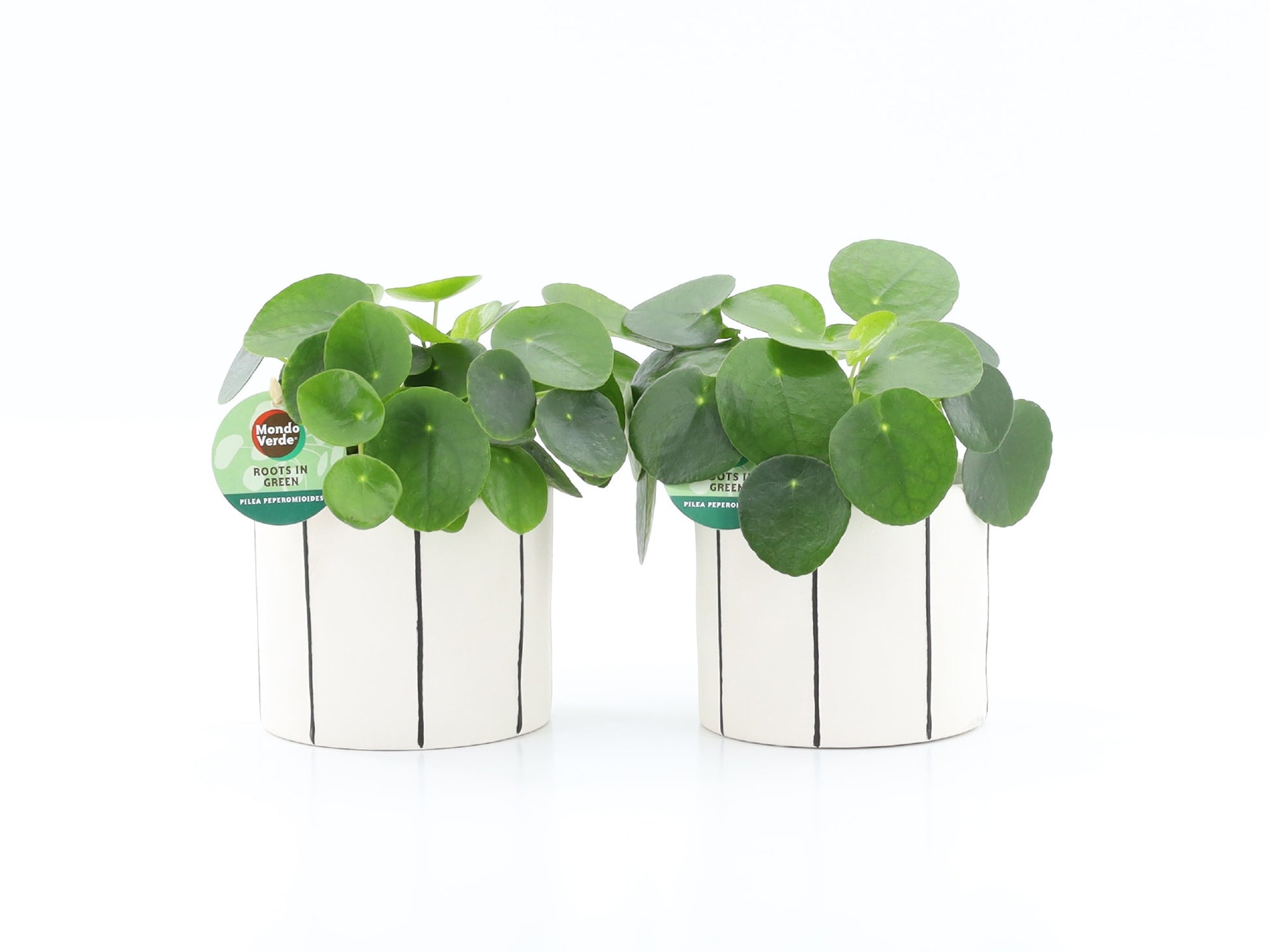 Pilea peperomioides 25cm 13cm Pot