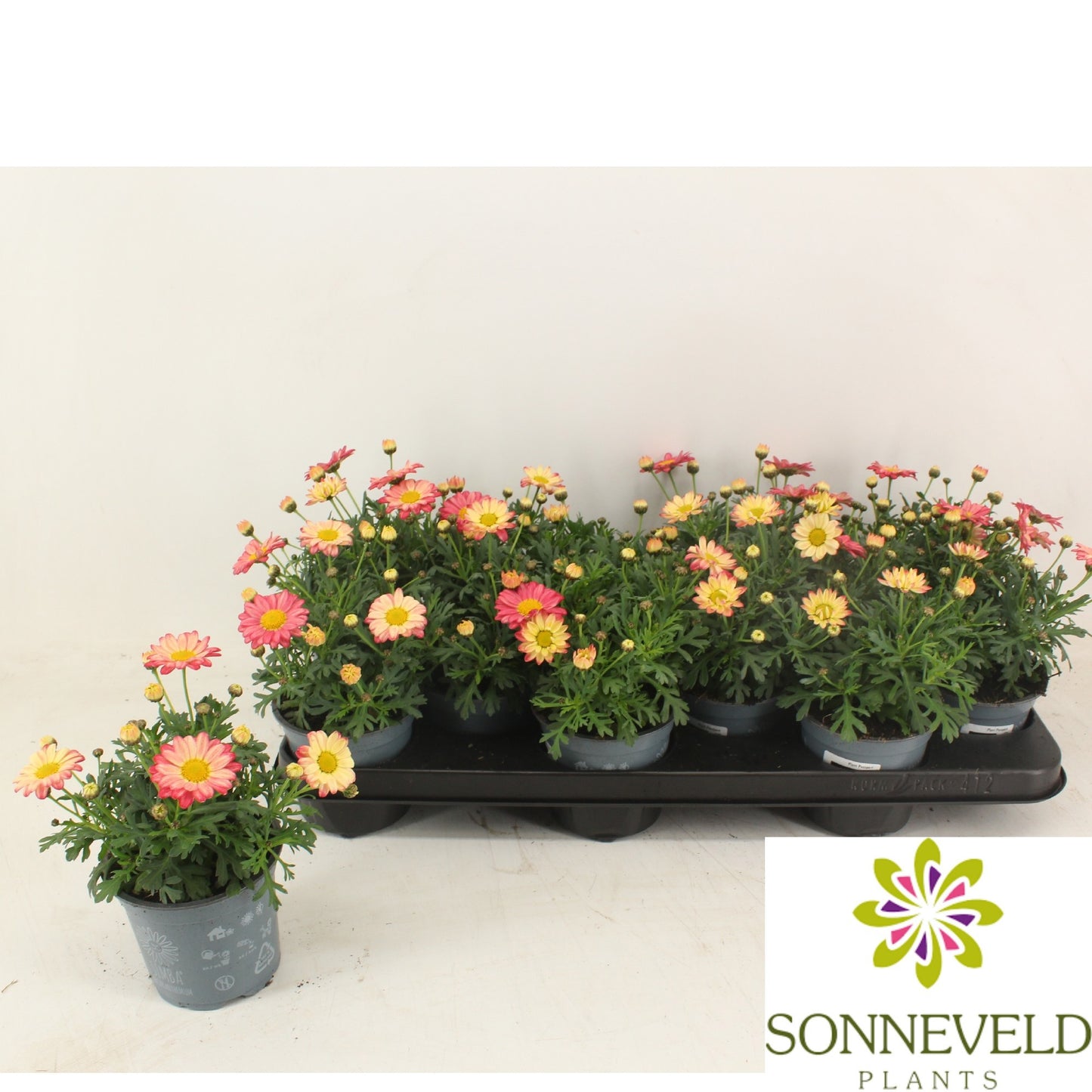 Argyranthemum Madeira Crested Merlot 23cm 510cm Pot