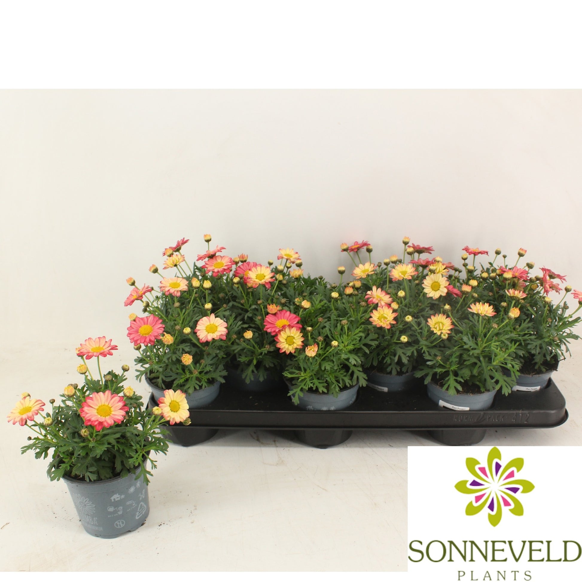Argyranthemum Madeira Crested Merlot 23cm 510cm Pot