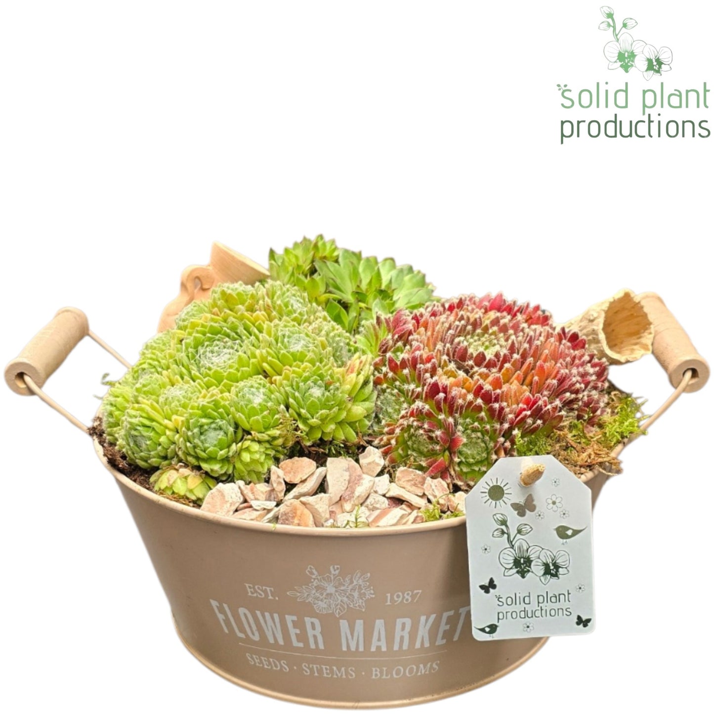 SMP019 Zinc Round Flower Market Sempervivum 20cm 26cm Pot