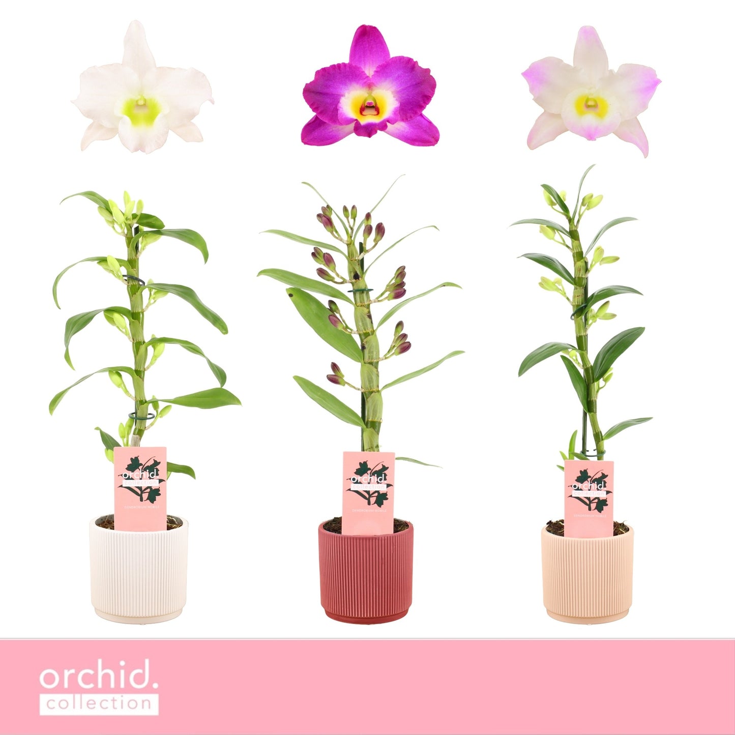 Dendrobium nobile mix 40cm 12cm Pot