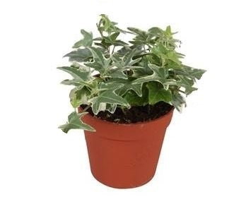 Hedera helix Mona Lisa 9cm Pot