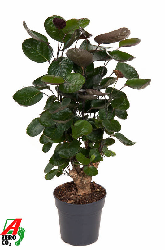 Polyscias Fabian 80cm 19cm Pot