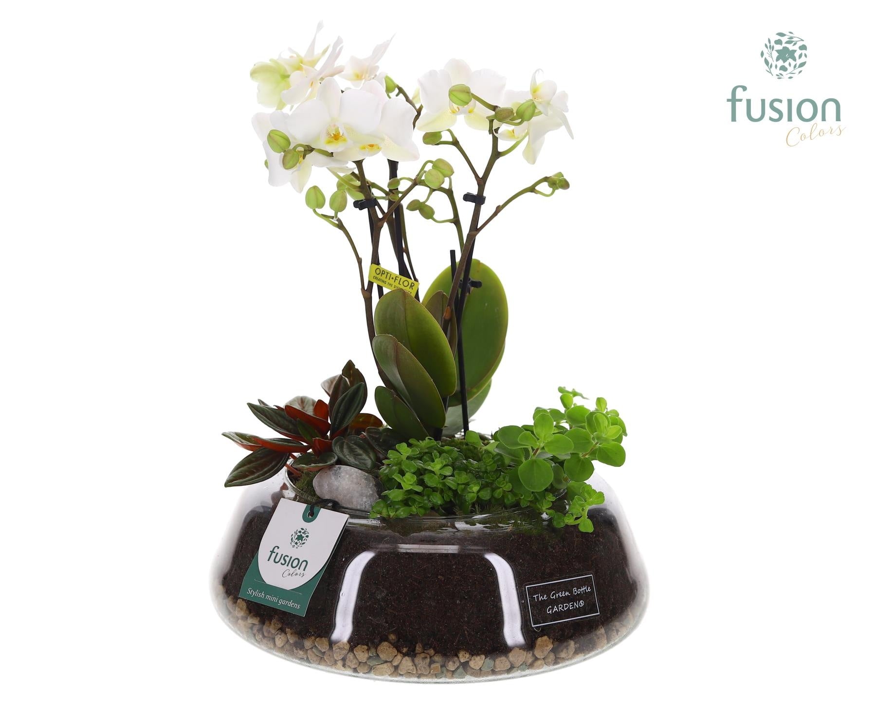 Green Bottle Christel Large met 4tak Phalaenopsis Arrangement 24 uur levertijd 29cm 24cm Pot