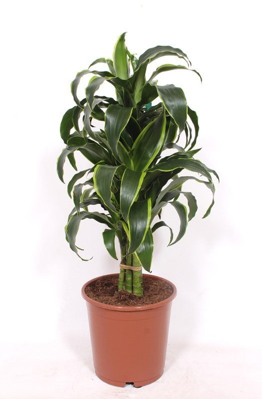 Dracaena fragrans Dorado 85cm 24cm Pot