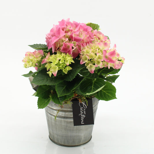 Hydrangea arrangement 30cm 14cm Pot