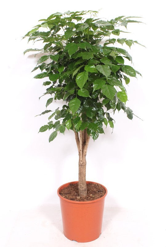 Radermachera sinica 170cm 30cm Pot
