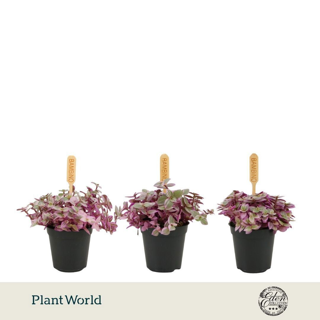 Plantworld Smit Kwekerij Callisia Pack of 12