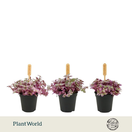 Callisia 10cm 5.5cm Pot